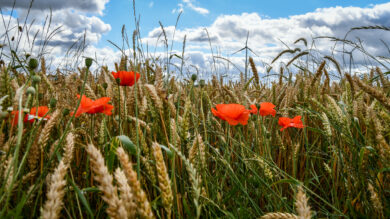 Mohnblumen blühen in einem Getreidefeld bei Twistringen in Niedersachsen. | Foto: Link
