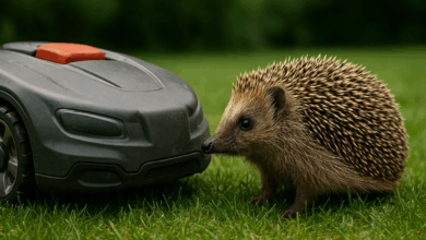 Mähroboter trifft Igel – das geht selten gut aus. | Foto: Link/mit KI generiert