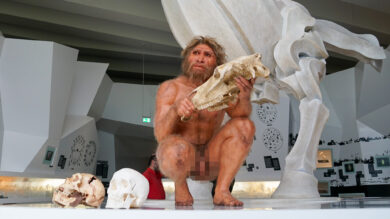 Das Forschungsmuseum Schöningen ist für seine Detailverliebtheit bekannt. Nun ergänzt ein 300.000 Jahre alter Berberaffenzahn die äußerst sehenswerte und anschauliche Sammlung. | Foto: Link