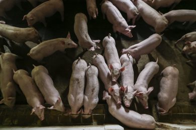 Foto: GettyImages/Anderson Coelho