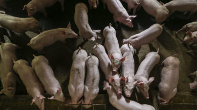 Foto: GettyImages/Anderson Coelho
