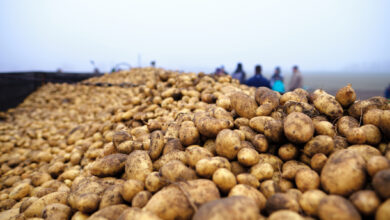 Kartoffeln gibt es in Niedersachsen mehr als genug, weshalb das Aus für die McCain-Pommes-Fabrik bei den Landwirten für Verdruss sorgt. | Foto: Silvio Quick via Getty Images