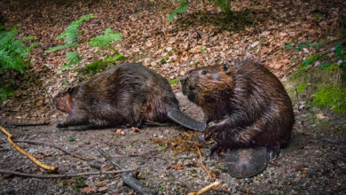 Biber kommen in Niedersachsen immer häufiger vor. Das Land reagiert darauf mit einem Handlungskonzept. | Foto: GettyImages/Zocha_K
