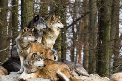 Neue Regeln für den Wolf? Die niedersächsische Landesregierung ändert ihre Strategie im Umgang mit dem Tier – und löst damit neue Debatten aus. | Foto: GettyImages
