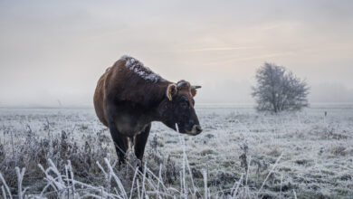 Eine Kuh trotzt in Friesland den eisigen Temperaturen. | Foto: GettyImages/ae-photos
