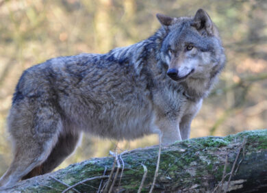 Europäischer Wolf | Foto: Harry Neumann, NI