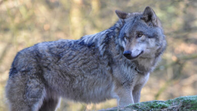 Europäischer Wolf | Foto: Harry Neumann, NI