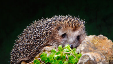 Bedroht durch Mähroboter: der Igel. | Foto: Gorlov via Getty Images