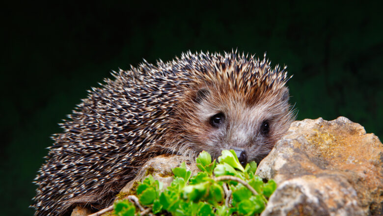 Foto zeigt einen Igel