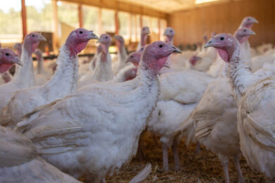 Foto: Jevtic via Getty Images