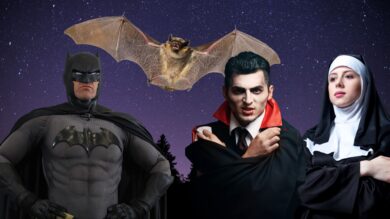 Bei der Batnight werden sich alle Fledermausfreunde Niedersachsens tummeln. | Foto: Canva (4), Wikicommons CC BY-SA 2.0