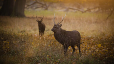Sikahirsch. | Foto: jonathanfilskov-photography via Getty Images
