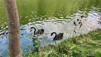 Zwei schwarze Schwäne am Ufer eines Sees