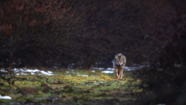 Foto: SzymonBartosz via Getty Images