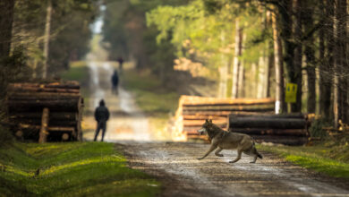 Foto: GettyImages-DamianKuzdak