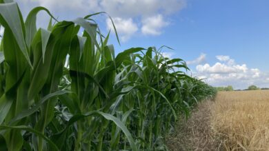 Klimakrise oder norddeutscher Sommer? Landtag will den Ackerbauern helfen