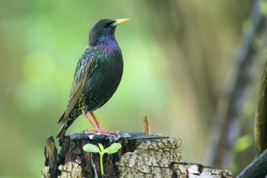Rote Liste Brutvögel: Artensterben in der Vogelwelt hat erschreckende Ausmaße