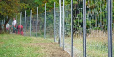 Niedersachsen will die Afrikanische Schweinepest mit einem Zaun aufhalten