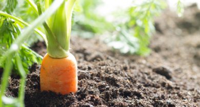 Modellregionen sollen Bio-Landbau in Niedersachsen Schub geben
