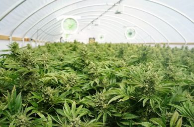 Pro & Contra: Soll Cannabis künftig legalisiert werden?