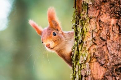 TagesKolumne: Fleißige Eichhörnchen, die SPD-Aufträge sammeln