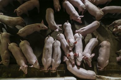 „Afrikanische Schweinepest“ wird erstmals in Sauenbetrieb in Niedersachsen festgestellt