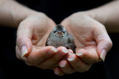 Warnschuss aus Brüssel: Niedersachsen muss beim Vogelschutz nachbessern