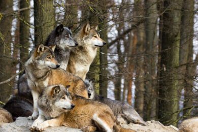 Rot-Grün begrüßt Pläne zum Wolfsabschuss – aber die Opposition sieht Mängel