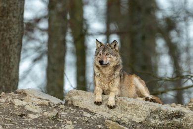 Landtags-Juristin stellt fest: Für den Wolf muss ganzjährig Schonzeit gelten