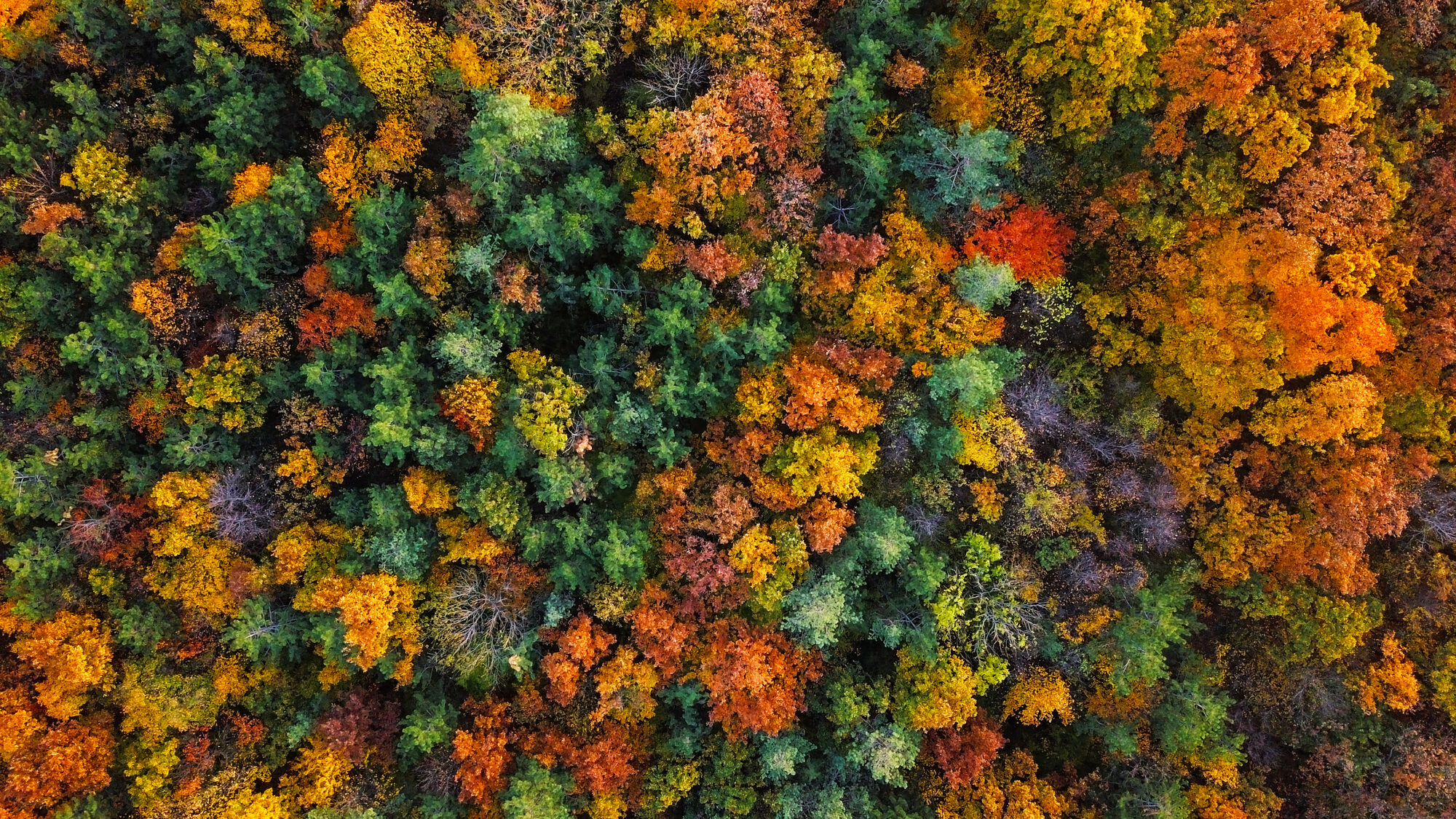 Herbstwald-von-oben