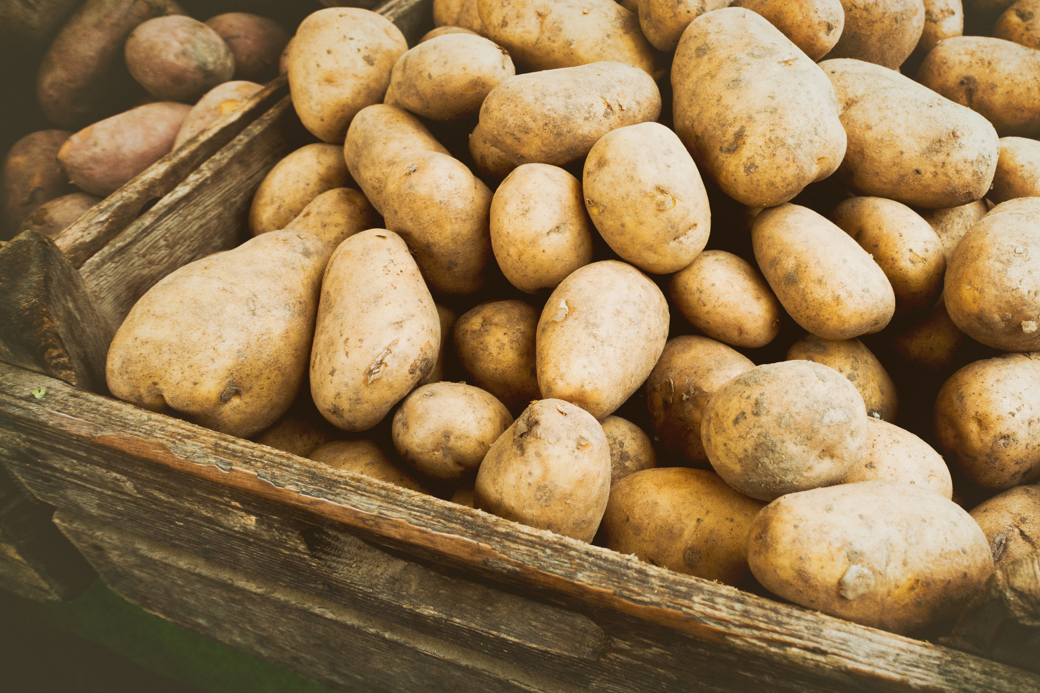 Картофель конкурент. Картофель. Картофель красивый. Картошка с овощами. Картофель фон.