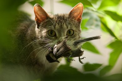 Koalition will Abschuss wildernder Hauskatzen nicht generell verbieten
