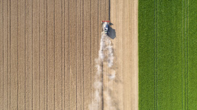 Statistiker sprechen bei der Getreideernte in diesem Sommer von „typischem Trockenjahr“