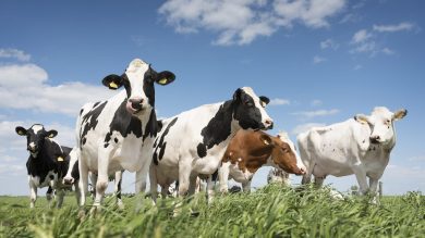 Warum Kühe für eine nachhaltige Lebensmittel-Produktion wichtig sind