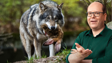 Kippt unter Rot-Grün die Wolfspolitik? Neues „Dialogforum“ weckt Vermutungen