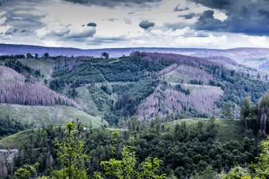 Bund will für Klimaschutzleistung des Waldes zahlen – nicht aber an Landesforsten