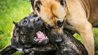 Warum die Landesregierung bissigen Hunden eine zweite Chance geben will