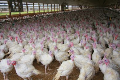 Plan gegen Geflügelpest: Sollte der Wechsel von Puten zu Hühnern erleichtert werden?