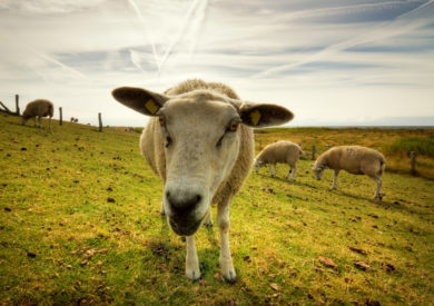 Nabu fordert: Das Land muss sich stärker für den Herdenschutz engagieren