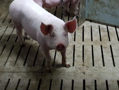 Kaum Beifall aus Niedersachsen für Klöckners neues „Tierwohllabel“