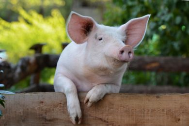 Agrarministerium will Plan zum Teilausstieg für Schweinehalter stufenweise umsetzen