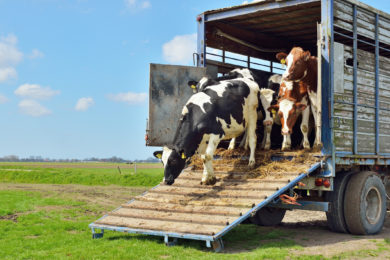 Grüne kritisieren weitere Genehmigungen für lange Tiertransporte ins Ausland