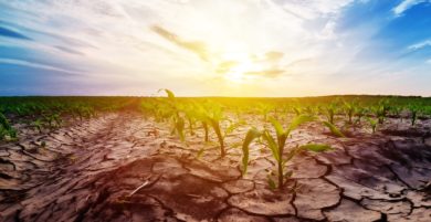 Trockenheit alarmiert Landwirte in Niedersachsen