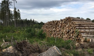 Forstwirte beklagen fehlende Förderrichtlinie des Landes zur Aufforstung der Wälder