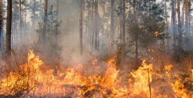 Innenministerium legt Aktionsplan zur Waldbrandbekämpfung vor