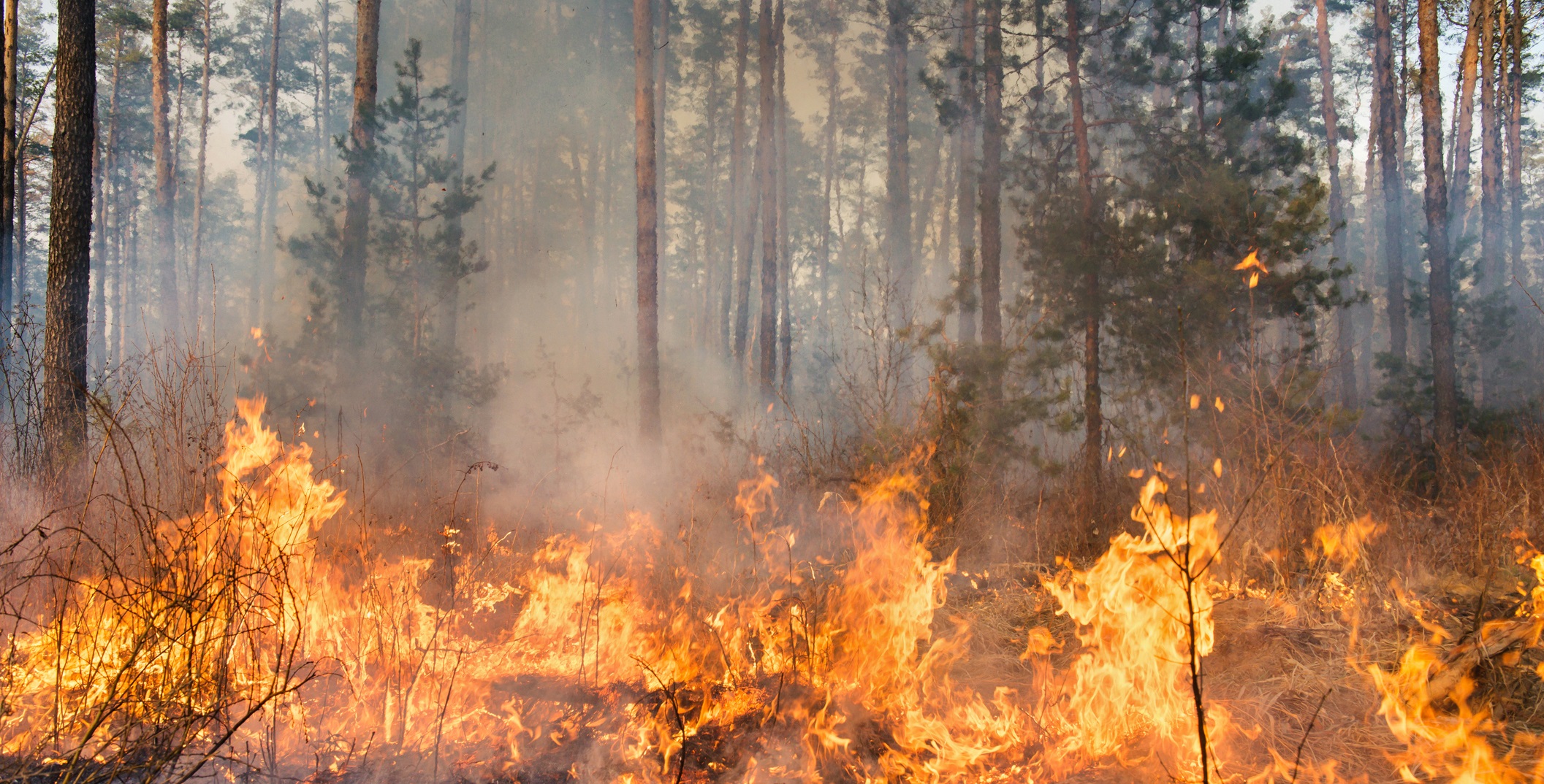 Лесные пожары 2 класс. Пожар в лесу. Горят леса. Лес в огне. Пожар в лесу картинки.