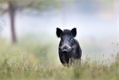 Schweinepest rückt näher, Wirtschaft kann das aber verkraften