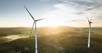 Umweltverbände warnen vor zu viel Windkraft im Wald
