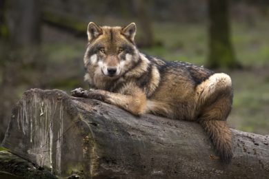 Zahl der Wolfsrisse sinkt – aber die Entschädigungszahlen steigen