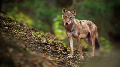 EU-Kommission will Schutzstatus des Wolfes ändern lassen